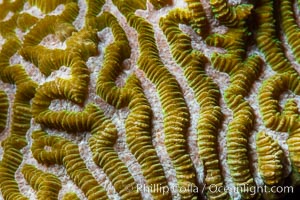 Coral polyp detail, Fiji, Namena Marine Reserve, Namena Island