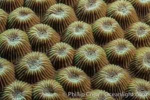 Closeup view of stony coral polyp details, Fiji. Makogai Island, Lomaiviti Archipelago, natural history stock photograph, photo id 31569