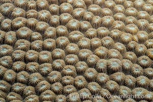 Closeup view of stony coral polyp details, Fiji, Makogai Island, Lomaiviti Archipelago