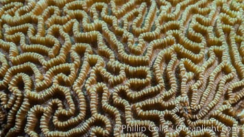 Closeup view of stony coral polyp details, Fiji, Makogai Island, Lomaiviti Archipelago