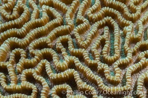 Closeup view of stony coral polyp details, Fiji, Makogai Island, Lomaiviti Archipelago