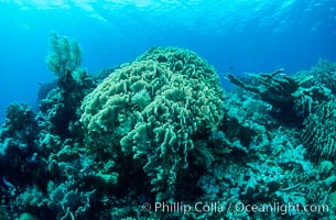 Coral reef. Roatan, Honduras, natural history stock photograph, photo id 05568