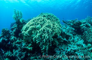 Coral reef, Roatan