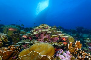 Coral Reef, Clipperton Island