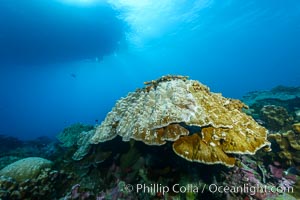 Coral Reef, Clipperton Island