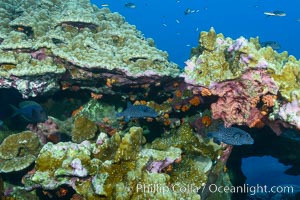 Coral Reef, Clipperton Island