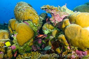 Coral Reef, Clipperton Island