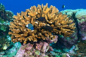 Coral Reef, Clipperton Island