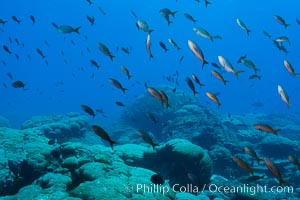 Coral Reef, Clipperton Island. France, natural history stock photograph, photo id 33049