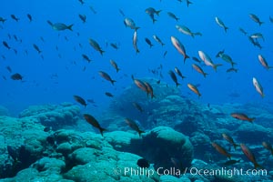 Coral Reef, Clipperton Island