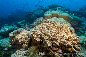 Coral Reef, Clipperton Island. France, natural history stock photograph, photo id 33057