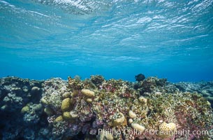 Coral Reef Scene Underwater at Rose Atoll, American Samoa. Rose Atoll National Wildlife Refuge, USA, natural history stock photograph, photo id 00745