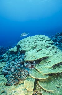 Coral Reef Scene Underwater at Rose Atoll, American Samoa, Rose Atoll National Wildlife Refuge