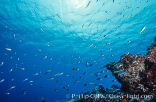 Coral Reef Scene Underwater at Rose Atoll, American Samoa, Rose Atoll National Wildlife Refuge