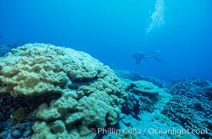 Coral Reef Scene Underwater at Rose Atoll, American Samoa, Rose Atoll National Wildlife Refuge