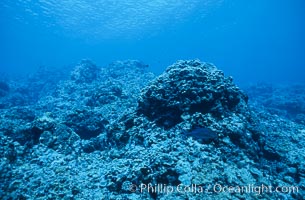 Coral Reef Scene Underwater at Rose Atoll, American Samoa. Rose Atoll National Wildlife Refuge, USA, natural history stock photograph, photo id 00772