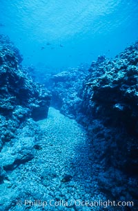 Coral Reef Scene Underwater at Rose Atoll, American Samoa, Rose Atoll National Wildlife Refuge