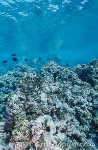 Coral Reef Scene Underwater at Rose Atoll, American Samoa, Rose Atoll National Wildlife Refuge