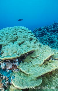 Coral Reef Scene Underwater at Rose Atoll, American Samoa, Rose Atoll National Wildlife Refuge