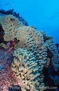 Coral Reef Scene Underwater at Rose Atoll, American Samoa, Rose Atoll National Wildlife Refuge