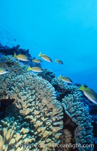 Coral Reef Scene Underwater at Rose Atoll, American Samoa, Rose Atoll National Wildlife Refuge