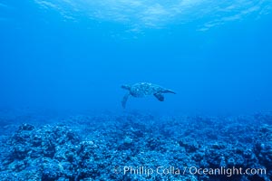 Coral Reef Scene Underwater at Rose Atoll, American Samoa, Rose Atoll National Wildlife Refuge