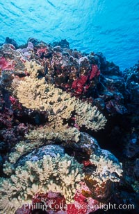 Coral Reef Scene Underwater at Rose Atoll, American Samoa, Rose Atoll National Wildlife Refuge