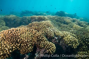 Coral Reef, Suwanee Reef, Sea of Cortez