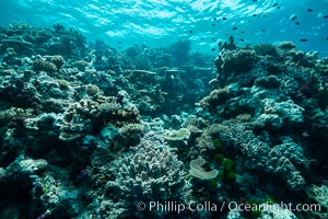 Coral reefscape in Fiji. Stony corals, such as the various species in this image, grow a calcium carbonate skeleton which they leave behind when they die. Over years, this deposit of calcium carbonate builds up the foundation of the coral reef. Fiji, Vatu I Ra Passage, Bligh Waters, Viti Levu  Island