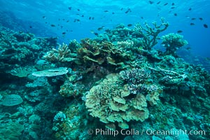 Coral reefscape in Fiji. Stony corals, such as the various species in this image, grow a calcium carbonate skeleton which they leave behind when they die. Over years, this deposit of calcium carbonate builds up the foundation of the coral reef. Fiji, Vatu I Ra Passage, Bligh Waters, Viti Levu  Island