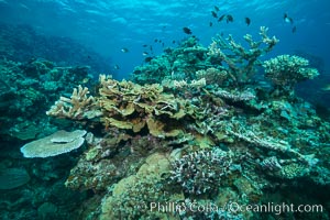 Coral reefscape in Fiji. Stony corals, such as the various species in this image, grow a calcium carbonate skeleton which they leave behind when they die. Over years, this deposit of calcium carbonate builds up the foundation of the coral reef. Fiji, Vatu I Ra Passage, Bligh Waters, Viti Levu  Island