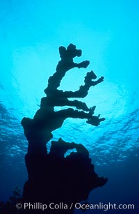 Coral branch silhouetted against the ocean surface far above, Roatan