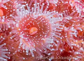 The corallimorph Corynactis californica, similar to both stony corals and anemones, is typified by a wide oral disk and short tentacles that radiate from the mouth.  The tentacles grasp food passing by in ocean currents, Corynactis californica, San Diego, California