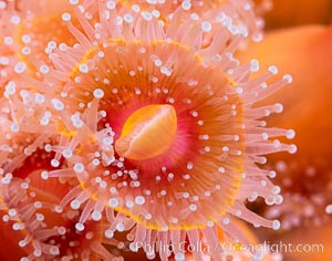 The corallimorph Corynactis californica, similar to both stony corals and anemones, is typified by a wide oral disk and short tentacles that radiate from the mouth.  The tentacles grasp food passing by in ocean currents, Corynactis californica, San Diego, California