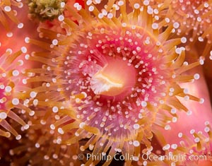 The corallimorph Corynactis californica, similar to both stony corals and anemones, is typified by a wide oral disk and short tentacles that radiate from the mouth.  The tentacles grasp food passing by in ocean currents, Corynactis californica, San Diego, California