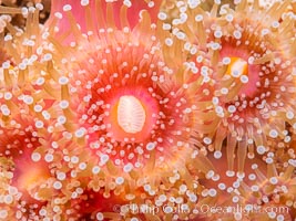 The corallimorph Corynactis californica, similar to both stony corals and anemones, is typified by a wide oral disk and short tentacles that radiate from the mouth.  The tentacles grasp food passing by in ocean currents, Corynactis californica, San Diego, California