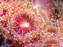 The corallimorph Corynactis californica, similar to both stony corals and anemones, is typified by a wide oral disk and short tentacles that radiate from the mouth.  The tentacles grasp food passing by in ocean currents, Corynactis californica, San Diego, California