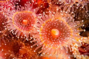 The corallimorph Corynactis californica, similar to both stony corals and anemones, is typified by a wide oral disk and short tentacles that radiate from the mouth.  The tentacles grasp food passing by in ocean currents, Corynactis californica, San Diego, California