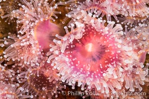 The corallimorph Corynactis californica, similar to both stony corals and anemones, is typified by a wide oral disk and short tentacles that radiate from the mouth.  The tentacles grasp food passing by in ocean currents.