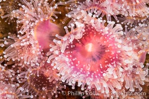 The corallimorph Corynactis californica, similar to both stony corals and anemones, is typified by a wide oral disk and short tentacles that radiate from the mouth.  The tentacles grasp food passing by in ocean currents, Corynactis californica, San Diego, California