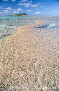 coralline algae reef, Porolithon, Rose Atoll National Wildlife Sanctuary