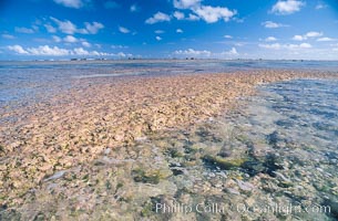 Porolithon coralline algae reef, Rose Atoll, American Samoa, Rose Atoll National Wildlife Sanctuary