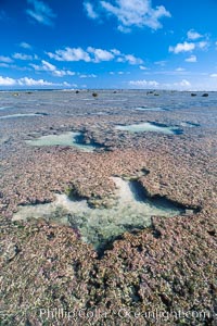 Porolithon coralline algae reef, Rose Atoll, American Samoa, Rose Atoll National Wildlife Sanctuary