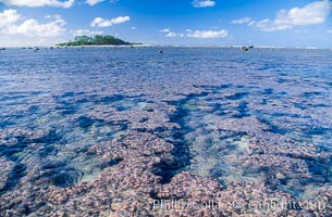 Porolithon coralline algae reef, Rose Atoll, American Samoa, Rose Atoll National Wildlife Sanctuary