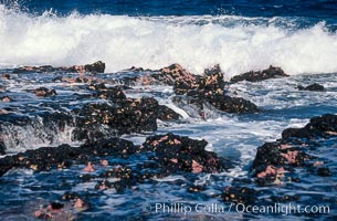 Porolithon coralline algae reef, Rose Atoll, American Samoa, Rose Atoll National Wildlife Sanctuary