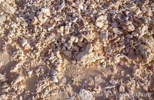 Coralline Rubble Beach Detail, Rose Atoll, Rose Atoll National Wildlife Refuge