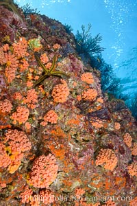 Corals and Gorgonians on Rocky Reef, Los Islotes, Sea of Cortez