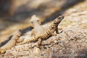 Armadillo lizard, Cordylus cataphractus