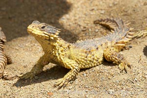 Sungazer lizard, Cordylus giganteus