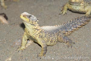 Sungazer lizard, Cordylus giganteus